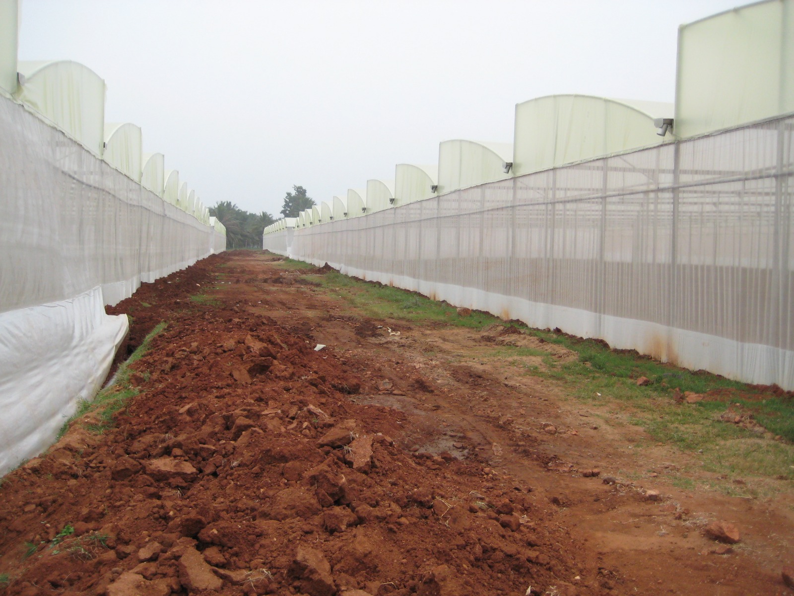 Greenhouse Project 36